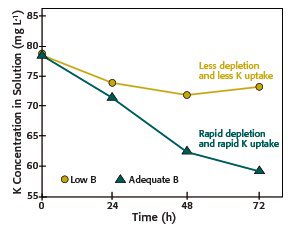 aaron_stevanus's tweet photo. #FunFertilizerFact @RossRBender discusses how corn takes up 9 lb/ac/day of K2O during max nutrient accumulation. Boron helps with K20 uptake during this period. A little B goes along way! As seen in the ratio pic. It’s all about balanced crop nutrition https://t.co/YrdnWkhH9T