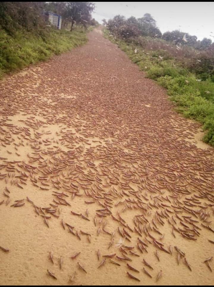 KiprutoSuter's tweet photo. Jesus talked  in the book of Matt 24 about concerning distress that would visit the earth
And now we have seen how it has begun  
The earthquakes
Locust
War
Zika virus &amp; now Corona virus
No one needs to be a rocket scientist to see this
Surely Jesus is coming #RepentYeKenya https://t.co/qWQcmgfvaf