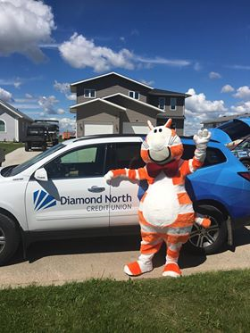 RateFat's tweet photo. This is Fat Cat at @DiamondNorth.  She is excited because she just got her license and she knows how to cruise – safely and respectfully with hands at ten and two.  Would appreciate your applause for her accomplishment, but only when the car is parked please.  13/10 https://t.co/4AgXeWbt1N