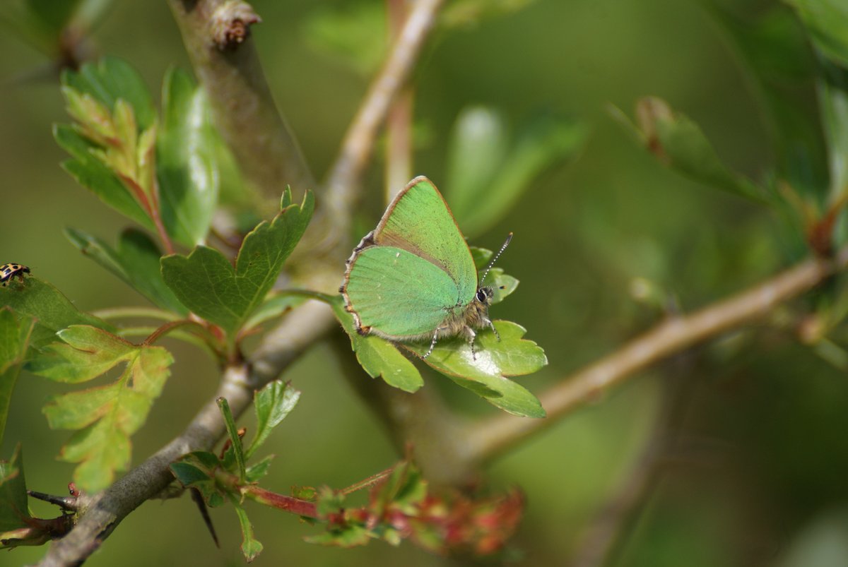 BCWarwickshire's tweet photo. Green hairstreak is the butterfly of Day 26 of #FebruaryButterflyMonth 🦋2019 was a stable year for GH in Warks. Doing better in areas of scrub reduction and targeted management. We love seeing photos of this little green gem 💎so please continue to share them 😊 https://t.co/q34gG7aLBx