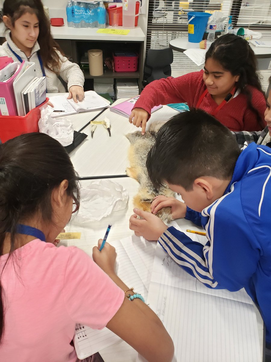 MrsMcCue1318's tweet photo. Ss are enjoying exploring skulls and furs! Tomorrow we get to research about them! #LISDculture #mseleads #scienceinlisd @mrskimprice https://t.co/kKEz7ncHfE