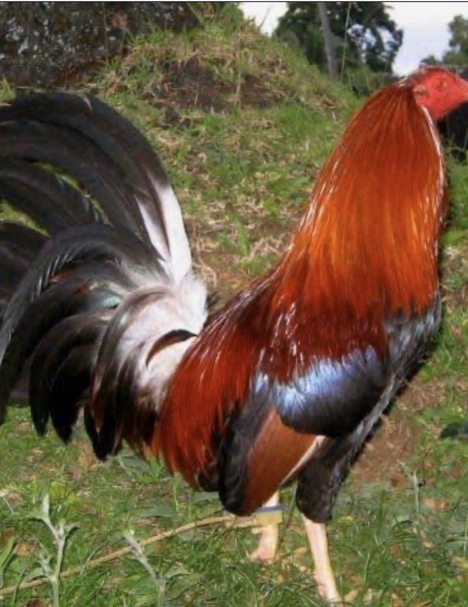 zuhalmansfield's tweet photo. Please #FreeRooster #Indonesia #Philippines #singapore #tailand start #MercyForAnimals #AnimalCruelty #roosterfighting #Cockfighting @OIEAnimalHealth help they are figthting for death..😔😔😔 https://t.co/19BrzTWmAX