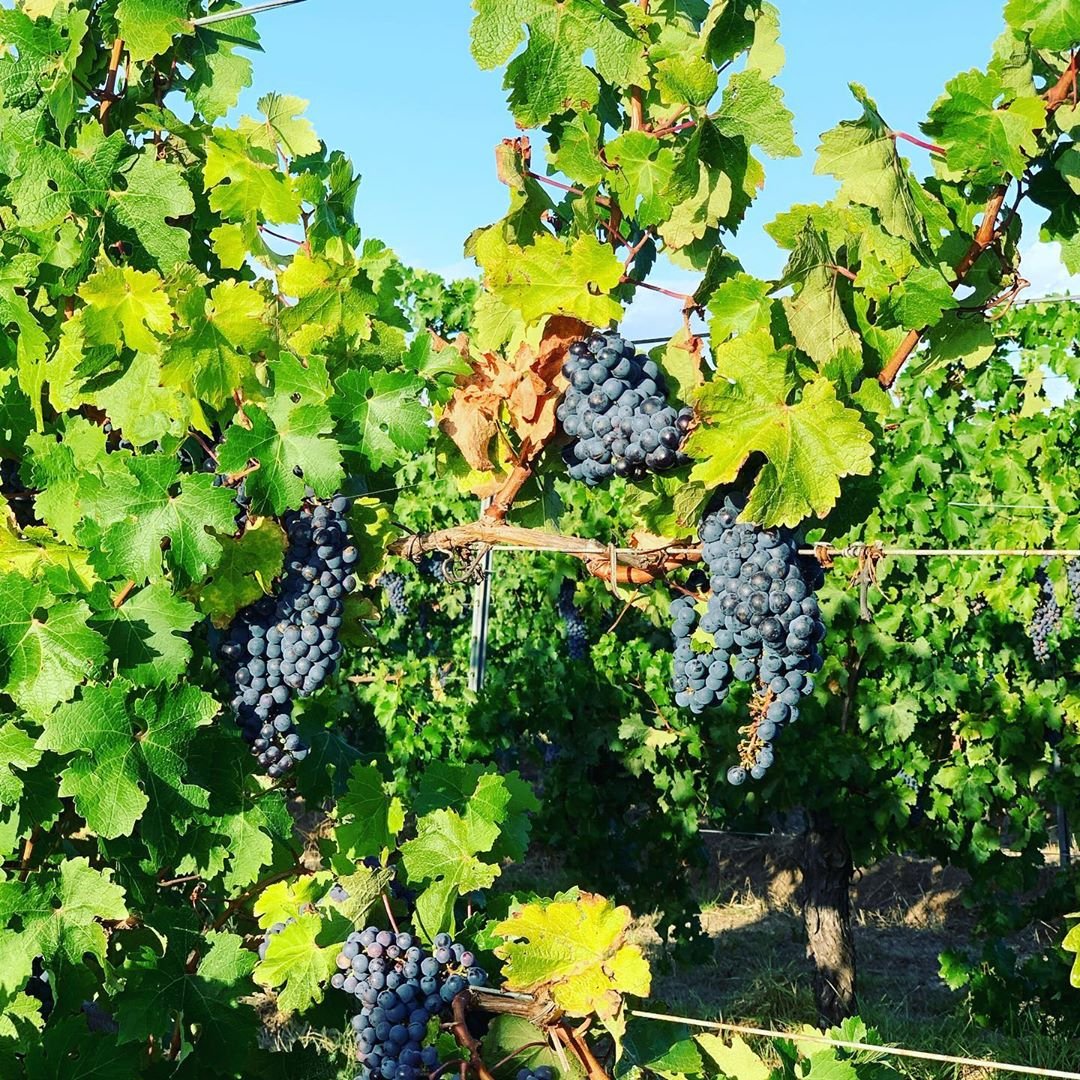 Join us this Sat., Feb. 29, for an Australian wine class. <a href="/mapleandash/">Maple & Ash</a> Wine Director @amymundwiler will dig deep into the diverse breadth of red wines that come from the world’s largest wine growing country. #MAWineClub

pc // @cullenwines