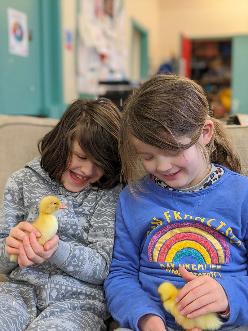 EKSudburySchool's tweet photo. Photos of the day.  Getting acquainted with our fluffy visitors for the day. 

#spring #nature #curiosity #EKSS https://t.co/LtXLQyUzby