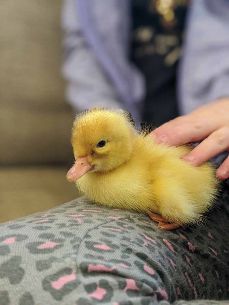 EKSudburySchool's tweet photo. Photos of the day.  Getting acquainted with our fluffy visitors for the day. 

#spring #nature #curiosity #EKSS https://t.co/LtXLQyUzby