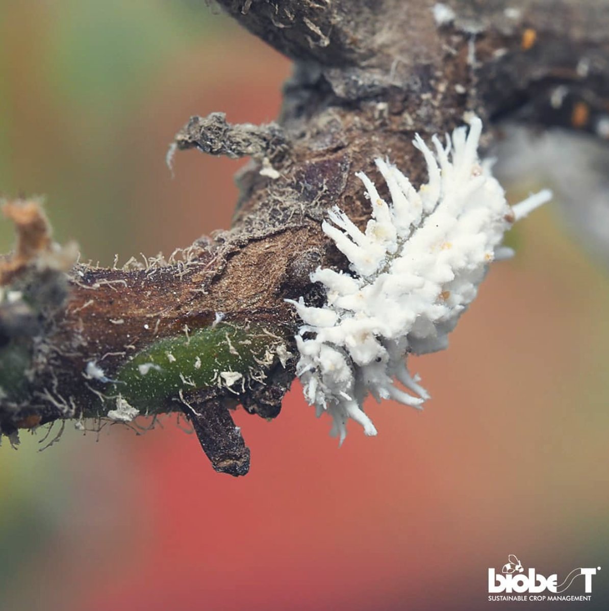 Biobest North America tweet media