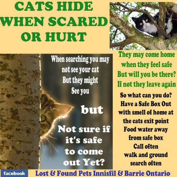 MissingPetsGB's tweet photo. @92Georgia Oh no:( have RT
Have you tried all of these 👇 when did he go missing? https://t.co/fDlQaMCiaI