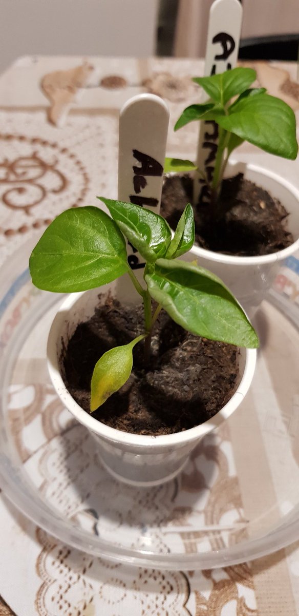 OjChillies's tweet photo. "We're fine, we're fine, we're fine, we're fine, we're fine, we're fine, we're fine........annnnnnd we're no longer fine".
WHY?????
๐ค๐๐ฑ๐ถ๐ฅ
#gyo #chillies #oj #ojchillies #stichilli #stitches #brokeneyeguy #pokeyplantation #2020
#feedthefyah https://t.co/iLcRBwAizM