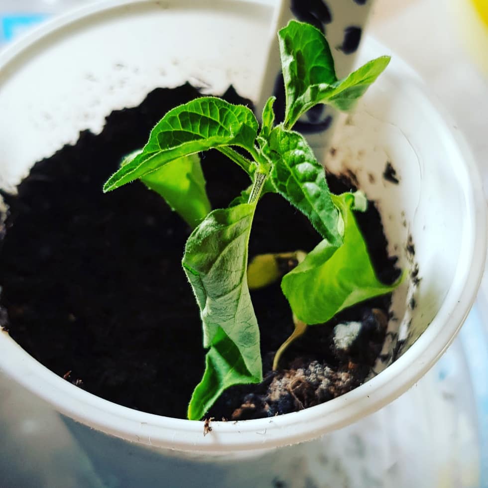 OjChillies's tweet photo. "We're fine, we're fine, we're fine, we're fine, we're fine, we're fine, we're fine........annnnnnd we're no longer fine".
WHY?????
๐ค๐๐ฑ๐ถ๐ฅ
#gyo #chillies #oj #ojchillies #stichilli #stitches #brokeneyeguy #pokeyplantation #2020
#feedthefyah https://t.co/iLcRBwAizM