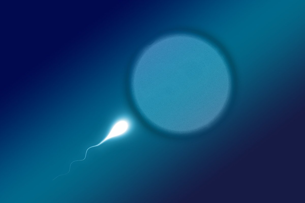 So... what really does happen to sperm after a vasectomy? Read my blog where I explain the ins and outs of sperm production before and after the procedure. #vasectomy #menshealth #men
hubs.ly/H0mLZdS0
