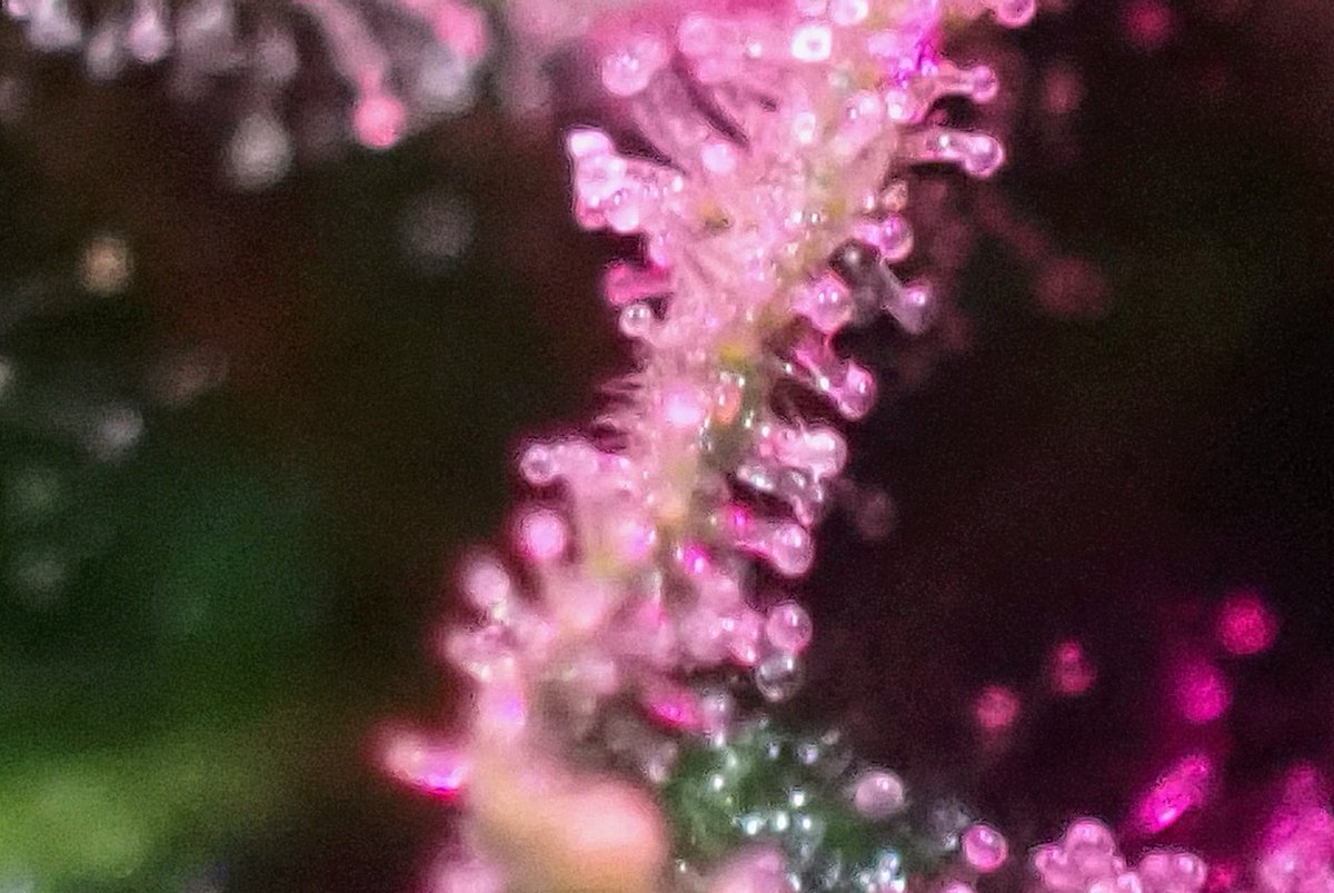 Green Fusion LED tweet media