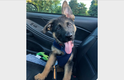 WeLoveDogsUSA's tweet photo. Today's #AdorablePuppy is German Shepherd, Chief--
3 months old in the picture (now 10 mos). Love how one ear has beat out the other in standing up straight. Human Dad is Artistic Gymnast Brandon Wynn @Wynn15 #CelebritiesDogs #GermanShepherdPuppy #AdorablePuppies https://t.co/g36Ye4WaYb