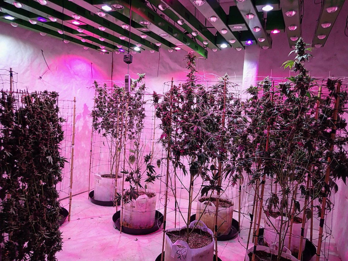 #sourbestshitever #sourbest #strain ⁣⁣⁣⁣⁣
⁣⁣⁣⁣⁣⁣👃 🍇🍒🍉😋⁣⁣
⁣⁣⁣⁣⁣⁣⁣DAY 55 ‼️⁣
⁣⁣
⁣⁣⁣⁣#harvesttime ✂️⁣⁣ ⁣⁣
⁣⁣⁣⁣⁣⁣🌋👀 🔥🔥🔥

#weedwednesday #WednesdayVibes #mellow #chilling #HIPPIE #hiphopevolution #reggaemusic #gethighcb #blunt #CBDT