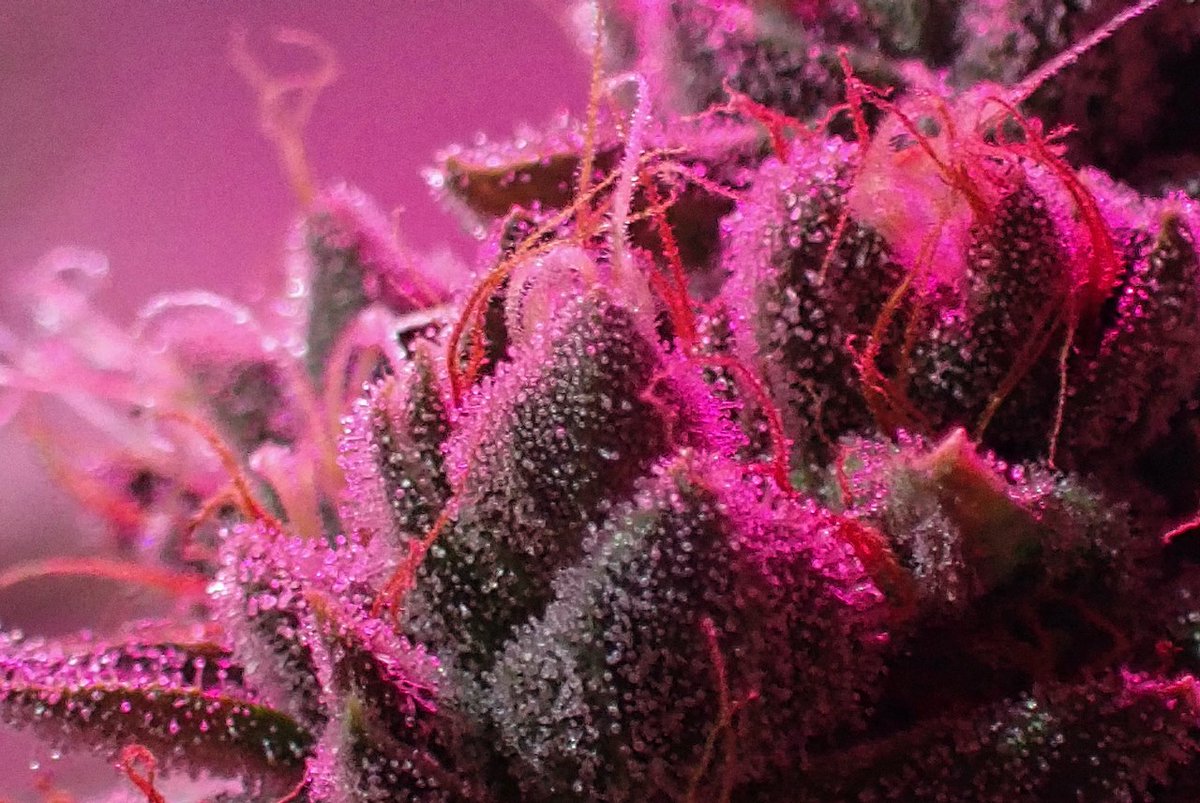 Green Fusion LED tweet media