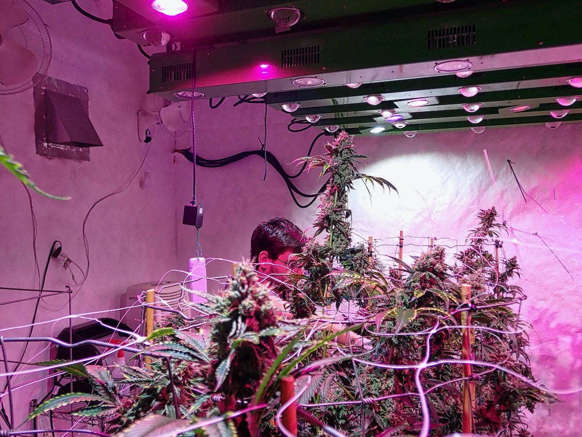 Green Fusion LED tweet media