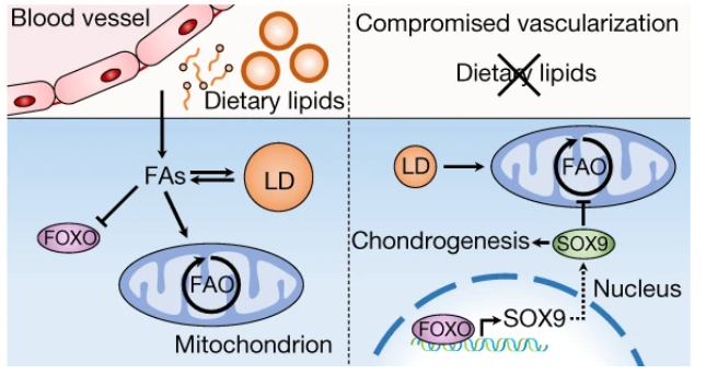 Very pleased and happy to share our latest publication <a href="/Nature/">nature</a> showing that lipid starvation during #bone #regeneration promotes chondrogenic fate of skeletal progenitors. Impressive work of <a href="/nickvangastel/">Nick van Gastel</a> and our team <a href="/KU_Leuven/">KU Leuven</a> <a href="/FWOVlaanderen/">FWO</a> doi.org/10.1038/s41586…