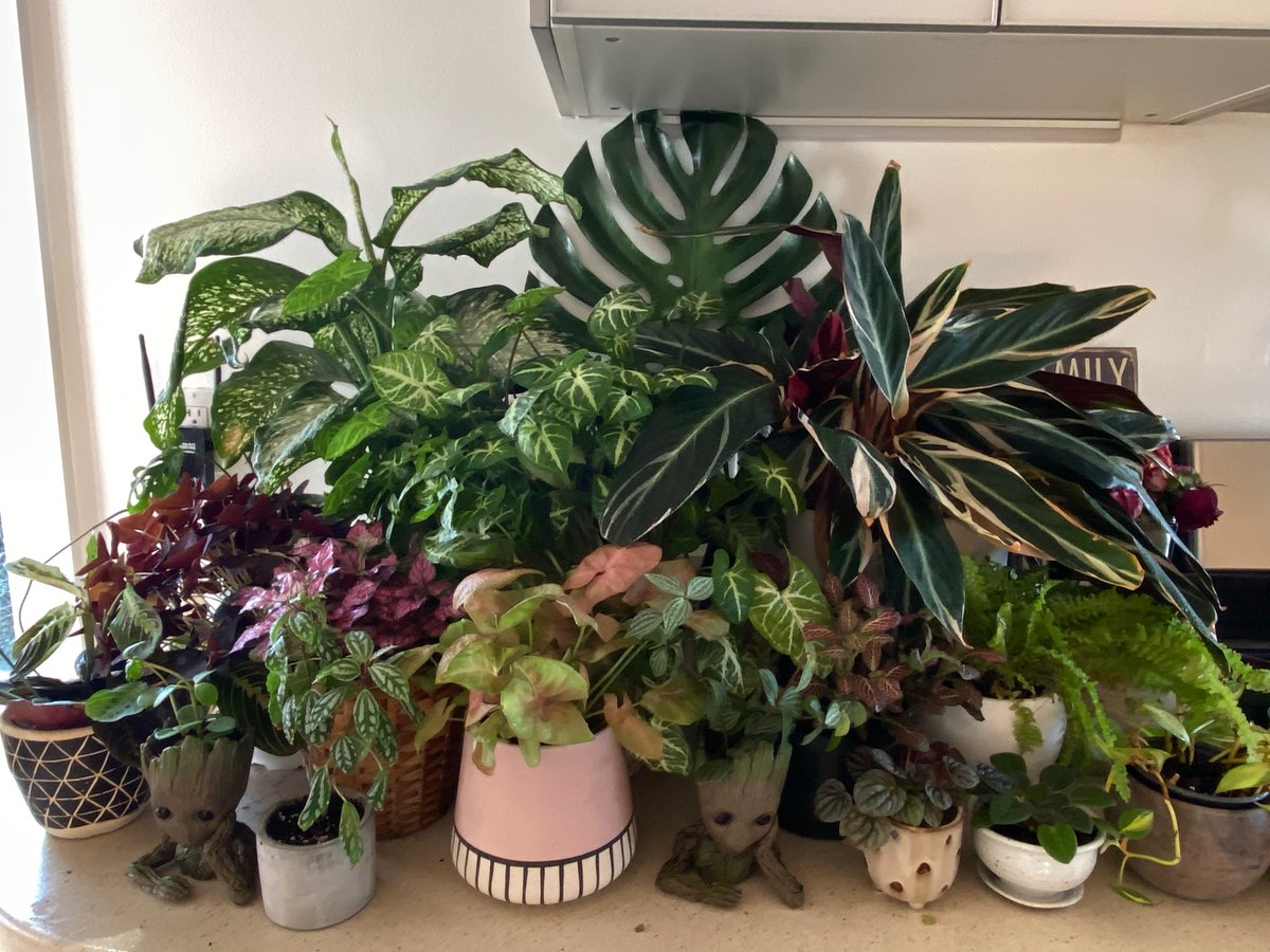 Maryamhasnaa's tweet photo. I have plants all over but here are some of my nooks. https://t.co/RQ0iEkUKvJ