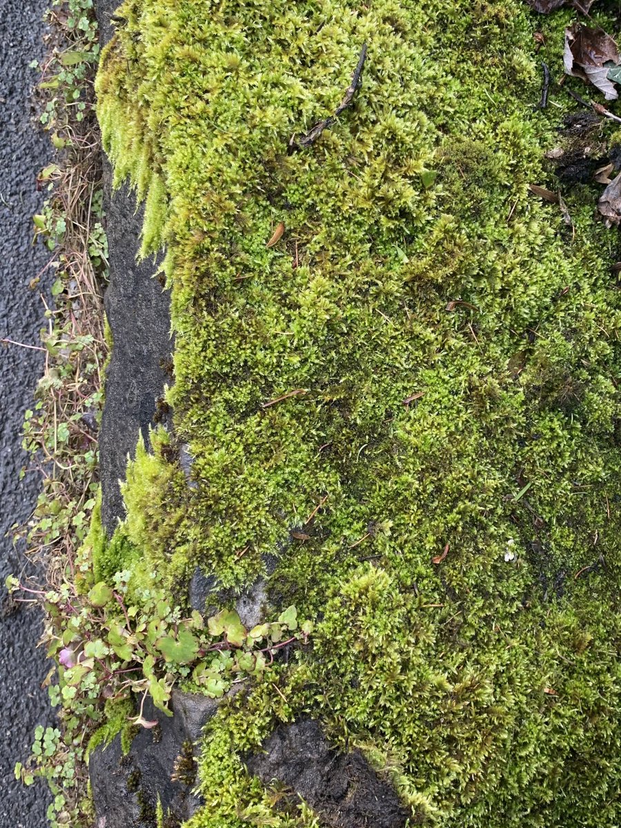 LRGlamVideo's tweet photo. Moss is the velvet of the plant world. https://t.co/FVeumWQcwB