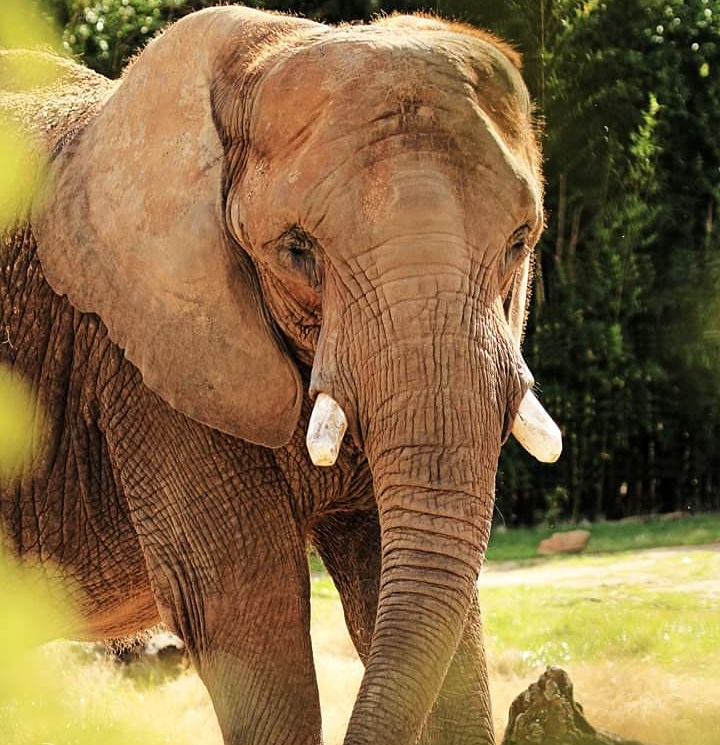 Did you know that one visit to the Zoo for a family of 4 costs $42 or you can buy a Family pass and get unlimited visits for just $85 for the year? Buy yours before Spring Break and take advantage of the reciprocal benefits when you travel! cameronparkzoo.com/memberpass/