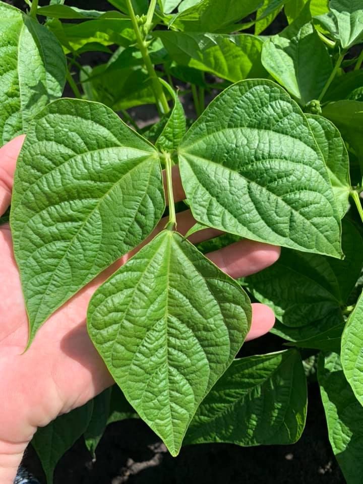 PerformFertAG's tweet image. We are on the ground and hard at work partnering with farmers in south Florida with a fresh #greenbean program. Our customized program is designed to improve soil &amp;amp; plant health, tolerate abiotic stress, improve fruit set and deliver higher yields. #PerformanceTechnology