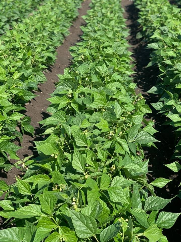 PerformFertAG's tweet image. We are on the ground and hard at work partnering with farmers in south Florida with a fresh #greenbean program. Our customized program is designed to improve soil &amp;amp; plant health, tolerate abiotic stress, improve fruit set and deliver higher yields. #PerformanceTechnology