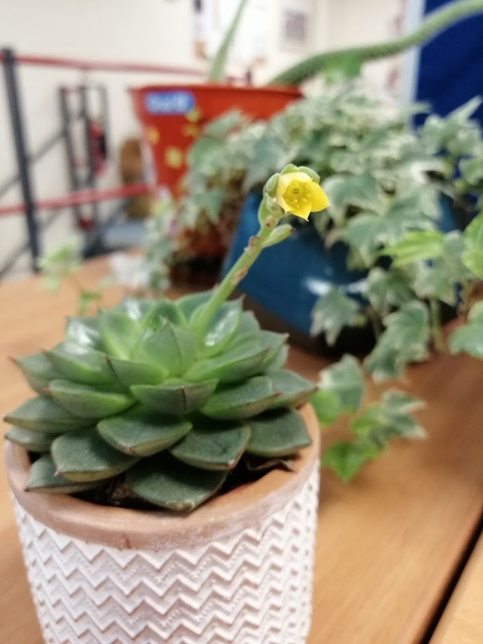 Since it's #WorldPlantDay, we have to show you a picture of all our office plants! 

We are a little plant mad and would love to see some pictures of yours.