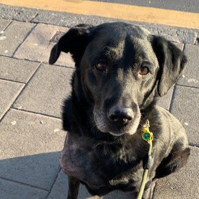 BenMegandMog's tweet photo. One happy pup after visit to #GordonVets course loving waiting on his fav no26 seton sands @on_lothianbuses #NewProfilePic https://t.co/TiOS9Ckbws