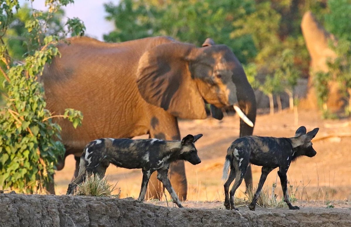 #WildlifeWednesday in the untamed #ManaPools!
#ZimSafari #VisitZimbabwe #AWorldOfWonders 
Credit: mikeunwin.wildtravel