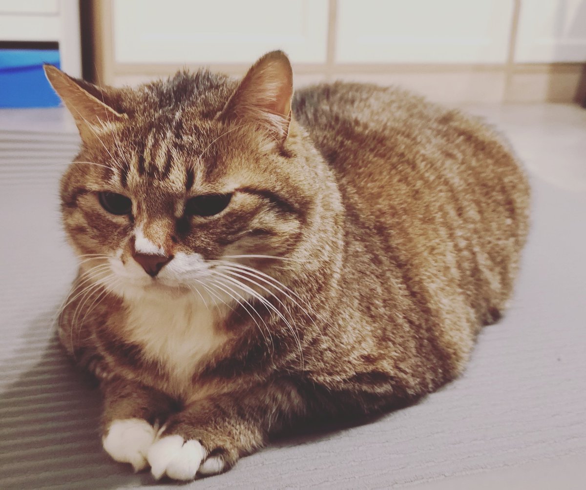 UnityChan2's tweet image. “f*ck off human.”said Bamby. 
#cats