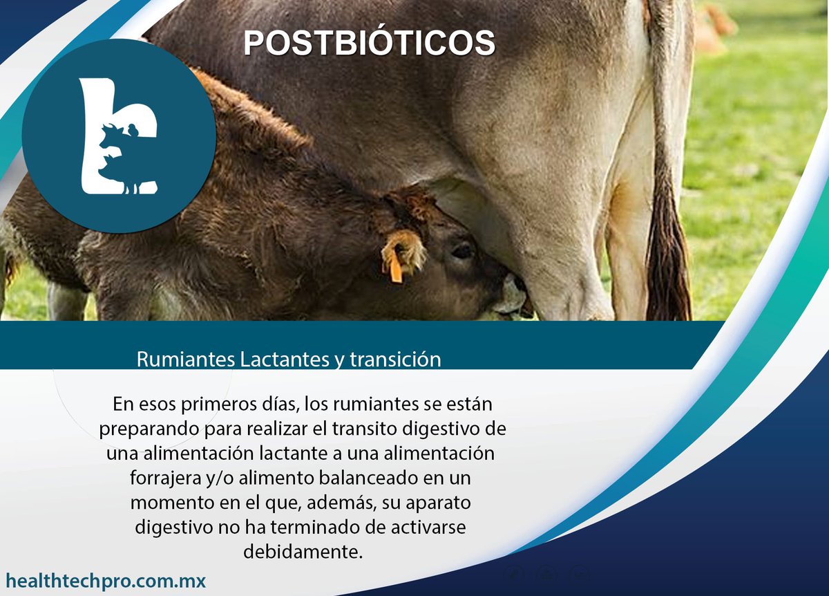 HealthTechPro1's tweet image. Fortaleciendo el sistema digestivo de tus rumiantes para que su transición alimenticia después del destete sea adecuada con postbióticos.
#postbioticos #healthtechpromx