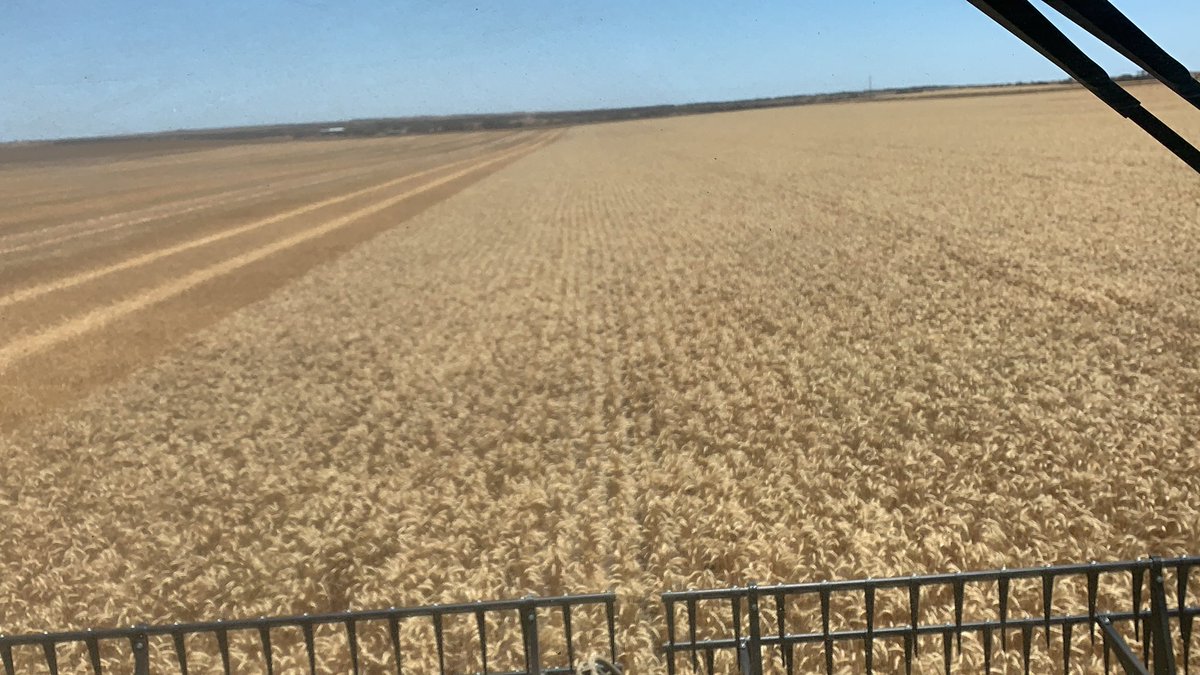 PaulRundle82's tweet photo. 15t vixen wheat off header. DM for details https://t.co/uLq1wTO6Y3