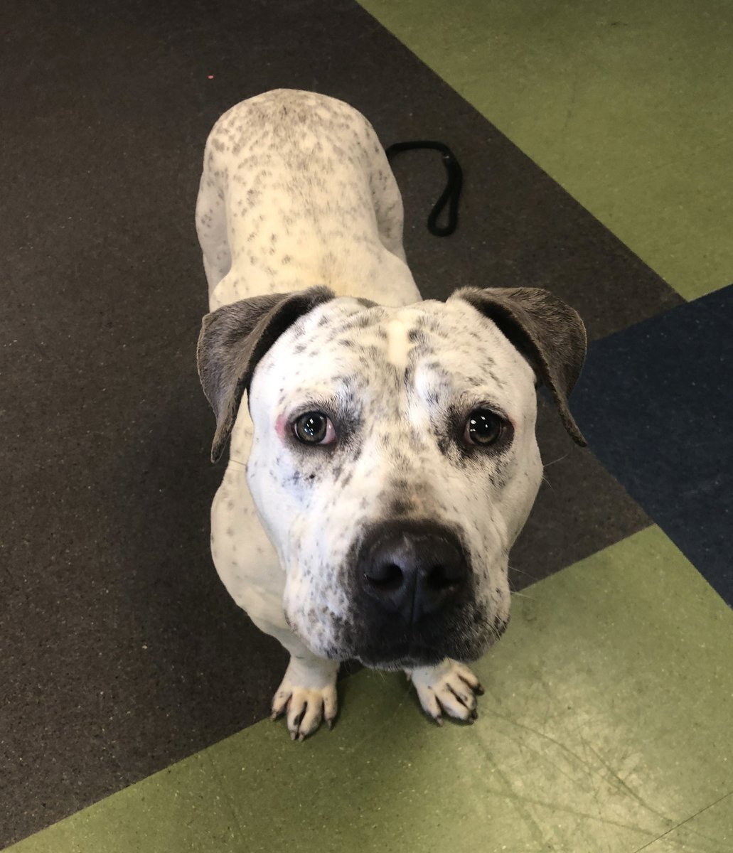 kshumanesociety's tweet image. Theodore arrived at KHS as a stray.

We don't know why Theodore has little scars on his body, or why he flinches a little when you first try to pet him. We just know he's a gentle soul. He walks gently, takes treats gently, and loves gently. He's a real calming presence.