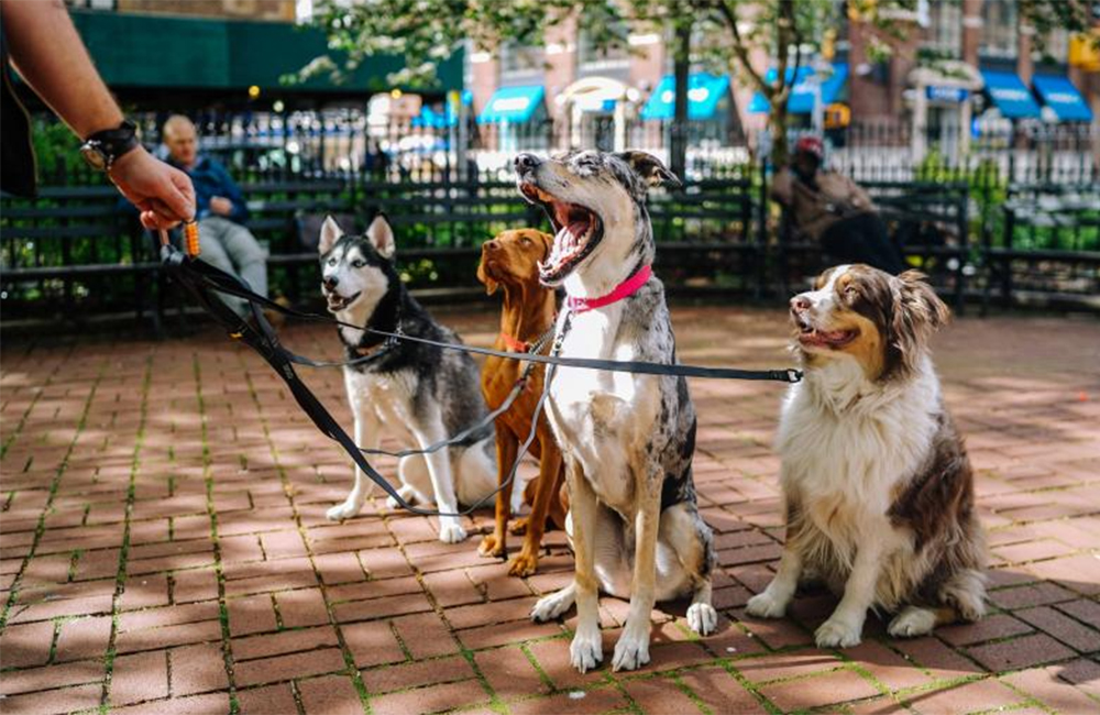 UTSEngage's tweet photo. Study is important, but so is life beyond the classroom. Today is #ActivateUTS O'Day, and our 165+ clubs and societies will be open for business. Yes, there's even one for dog lovers. #unilife #UTSlife #oday2020 #uts https://t.co/anT1ZiO57v https://t.co/oQwi53UA23