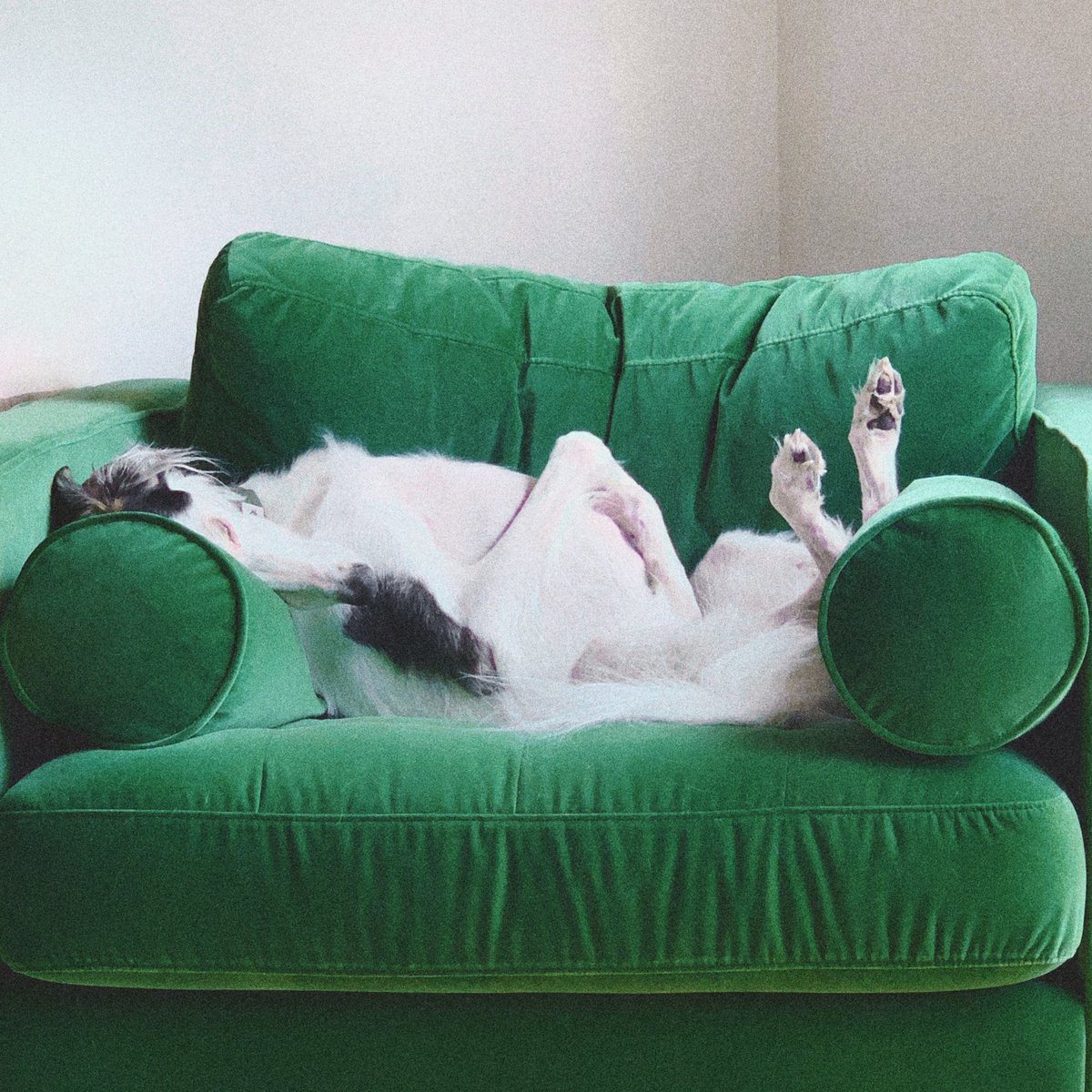 gigigoddard's tweet photo. Thinking about the fact that pretty much the only guy I ever had to blacklist also didn’t really like my dog and that’s pretty heinous to be honest. I mean look at him!!!! He’s literally exactly like this ALL DAY LONG 💤 https://t.co/pdxa3nLVPT