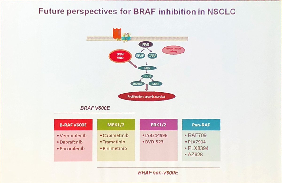 lara_pijuan's tweet image. Dr @Tony_Calles como invitado especial en  #CodingLungCancer serie #BRAF en #CPCNP nos cuenta si hay papel de la #inmunoterapia más allá del tratamiento dirigido. #LCSM #Biomarkers