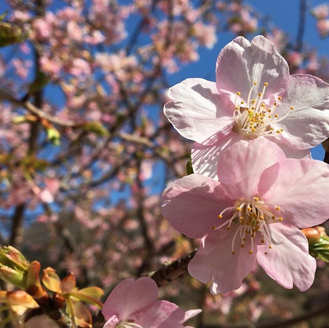 雨引観音の河津桜

#雨引観音 #河津桜 #桜 #さくら #桜　#sakura #石鹸 #せっけん #無添加 #やさしい #さくらのかおり #桜川 #桜川のせっけん #和風
