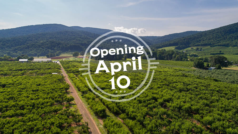 We're counting down the days! Check out our 2020 Season Schedule at chilesfamilyorchards.com/chiles-peach-o….