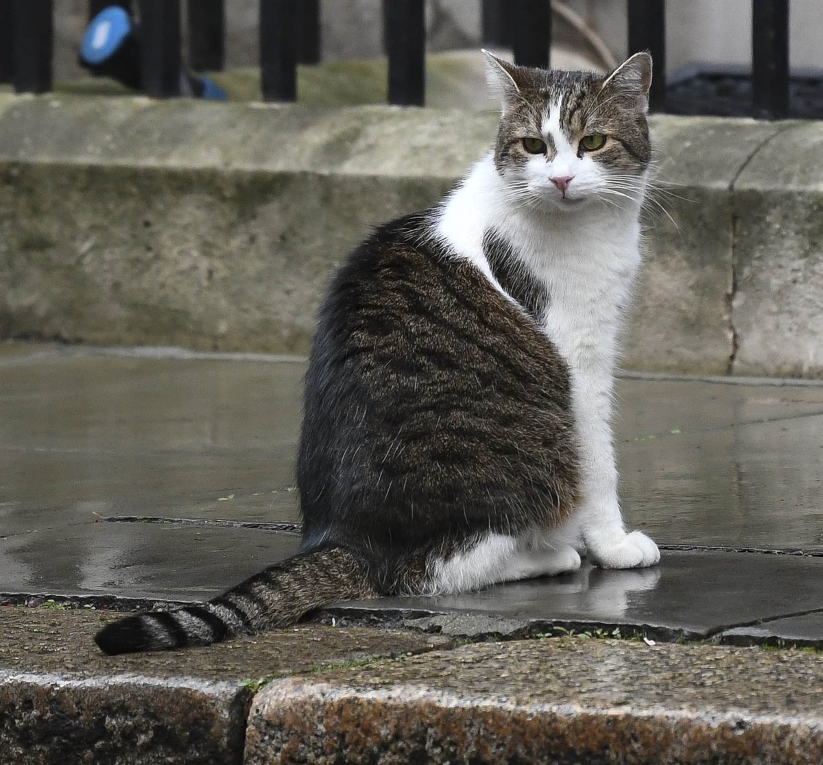 Number10cat's tweet photo. Some say we have a  #PartTimePrimeMinister; at least you can be sure you have a #FullTimeFeline
(Photo @PoliticalPics) https://t.co/LWOQnLTkGN