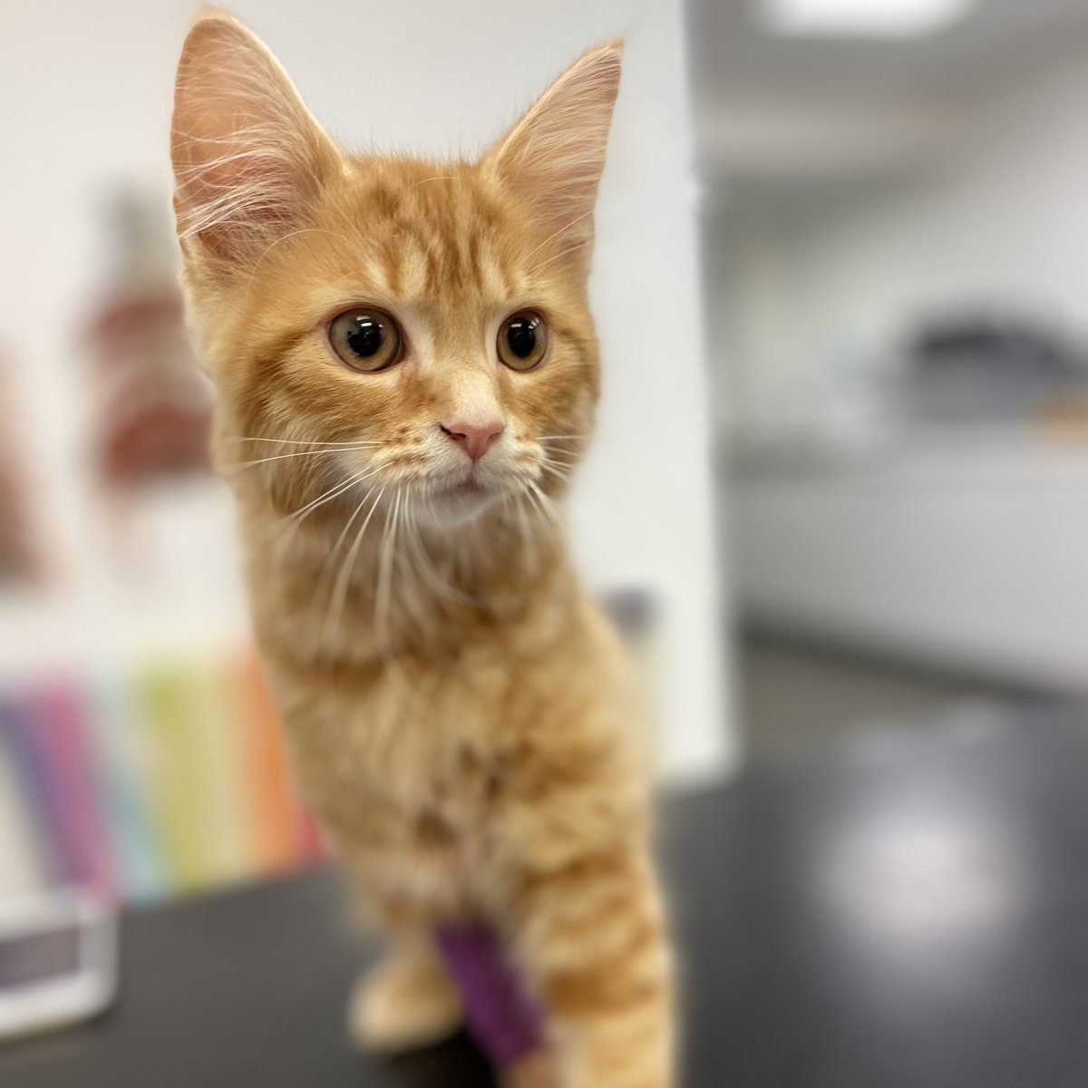 Gorgeous Pollyanna after her laparoscopic spay! 

🐱🐾

#vets4pets #barnsleyvets4pets