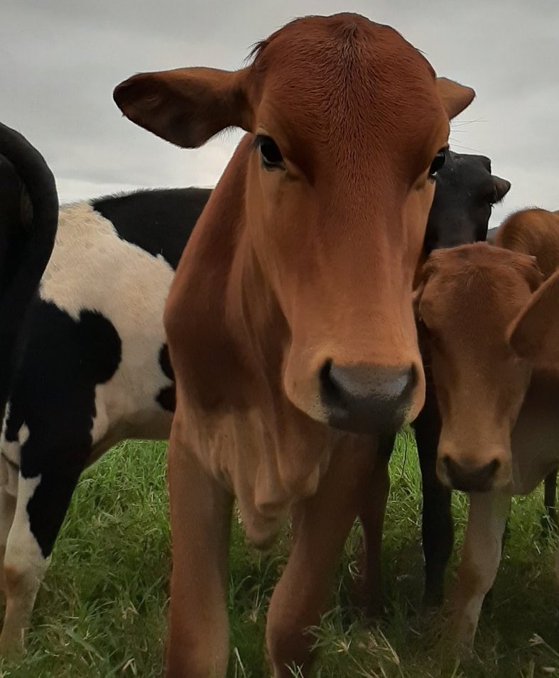 📅 26th February 2020
🐮 Anna (from Brazil)