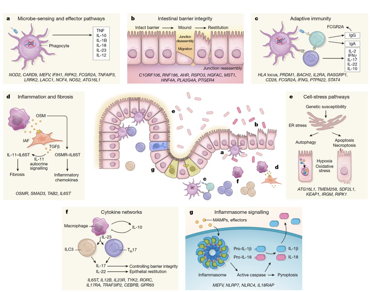 EricTopol's tweet photo. If you want to know what is known about the #genomics and pathways of inflammatory bowel disease #IBD, here is the review:
https://t.co/d3C8XFJpis
@nature by @broadinstitute Daniel Graham and Ramnik Xavier https://t.co/mRLsVAxGCv