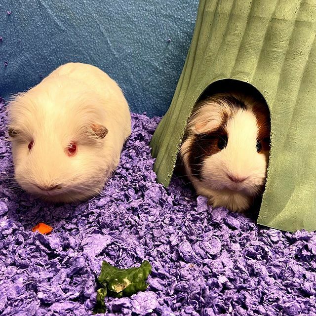 Guinea Pig Eating Carefresh Bedding