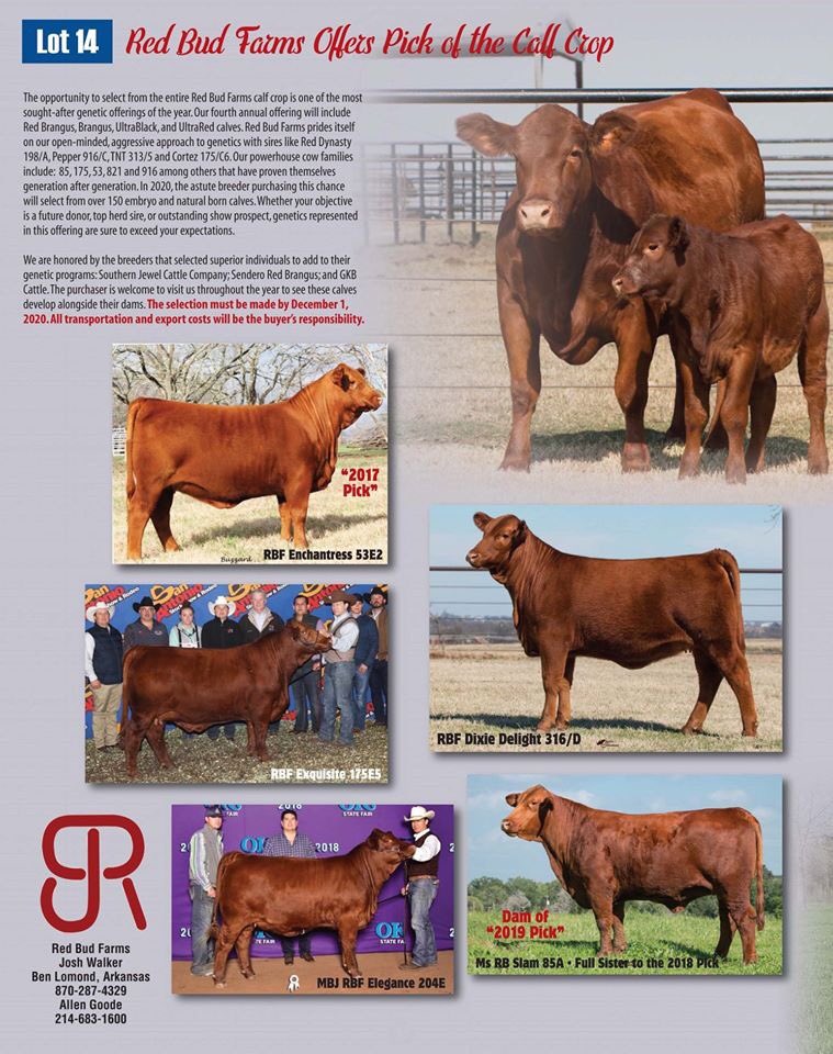 One of the most anticipated of our annual offerings-the first selection from our Fall and Spring calf crops. Lot 14 in the 25th Genetic Edge Sale. Our 4th offering includes Red Brangus, Brangus, UltraBlack, and UltraRed calves.  At RBF we take an open-minded, approach to breeding