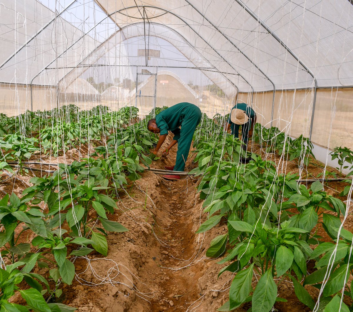 AlmatFarms's tweet photo. #bellpepper #cropmaintenance #staking #farmingpractices #farmliving #greenhousefarming #foodsecurity #supportagricultureinnigeria https://t.co/5IQUNtxUUu