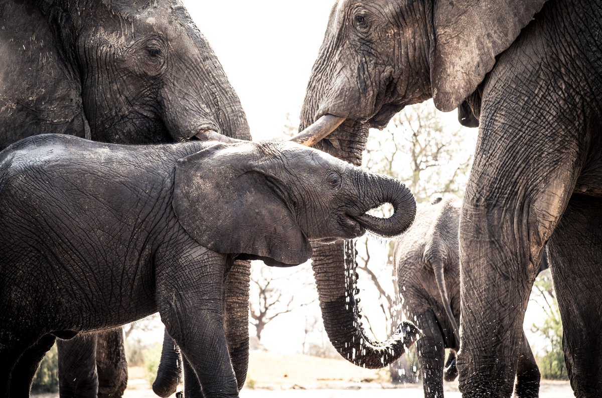 Water - Source of Life: bit.ly/2TlQLMc

How one travel company is making a meaningful difference in Zimbabwe by <a href="/Author_Stuart/">Stuart Gustafson</a> 

#travelblogger #ecotourism #adventuretravel