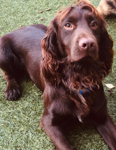 BCHPoliceDogs's tweet image. Lenny &amp;amp; Wills Specialist Search Training with @LLAPoliceUnit Dog Unit. Followed by rural searches on the grounds of Woodhall Estate - we are grateful for the continued support of local landowners. #thenoseknows #trainforreality @ACC_Fullwood @CSuptBedsPolice