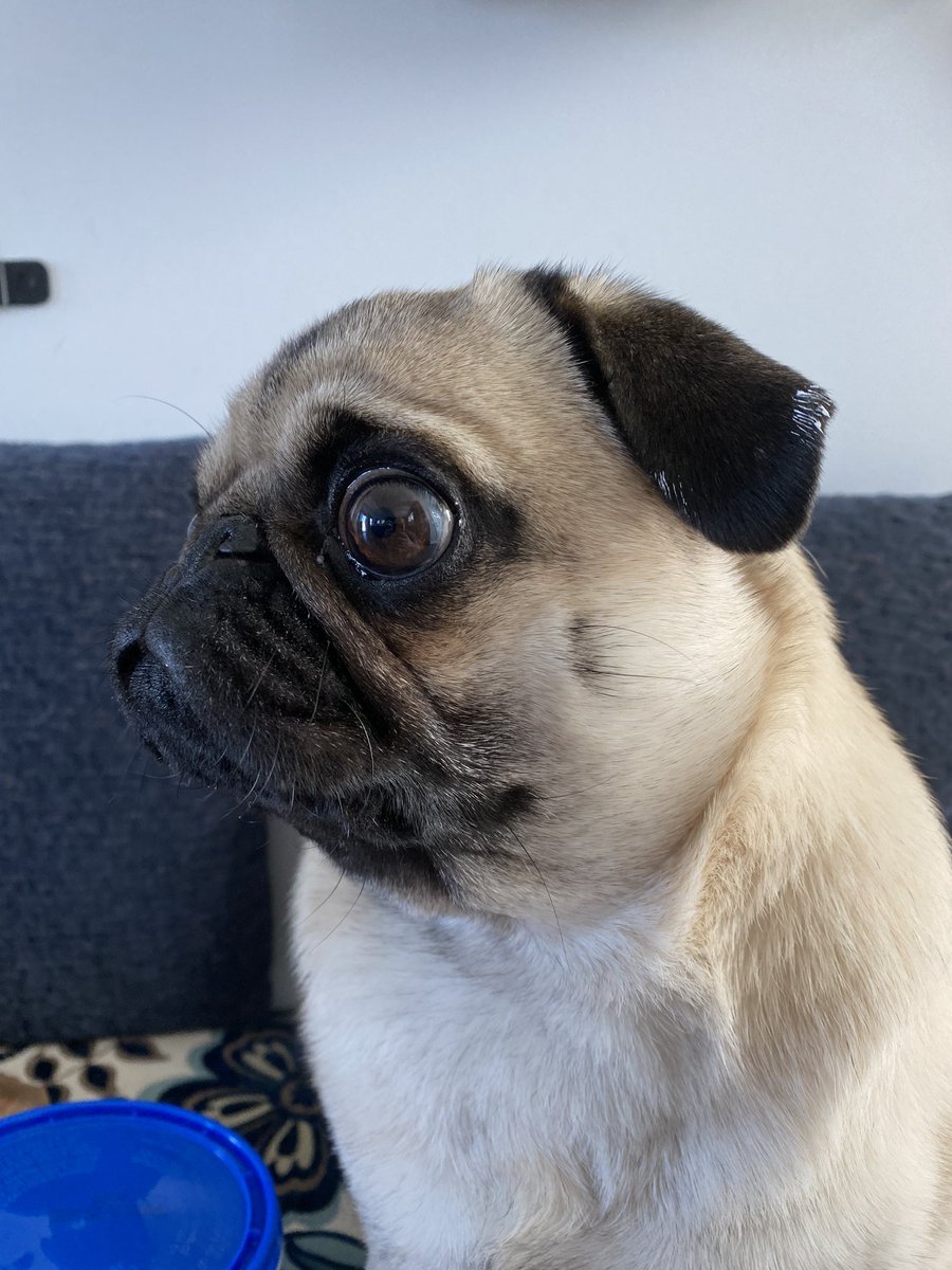 JJamJim3's tweet photo. Pepper’s ear will tell you what color of paint we’ve been working with in the basement 😂 #projectdog 🐶 https://t.co/o7uoyrzqm4