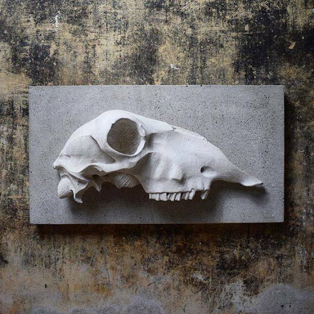 dorsetstone's tweet photo. Old piece I dug out and photographed today. Twice lifesize sheep skull. Portland stone on concrete. Cleaned out my dust room to uncover these lovely colours on the walls created by many years of cow poop in the buildings past life as a cow shed. #skull #… https://t.co/F31UXTF12j https://t.co/LVlpe3wOfP