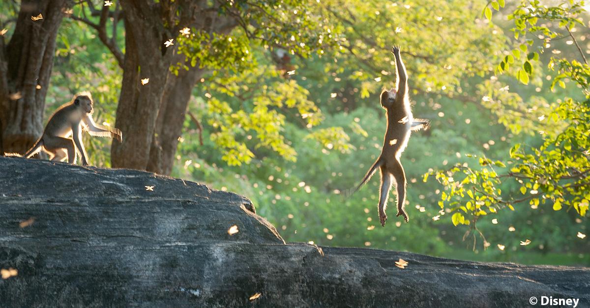 De combien d'individus sont constituées les troupes de macaques à toque ? 🐒

A - Entre 30 et 50 
B - Entre 20 et 40 
C - Entre 10 et 25