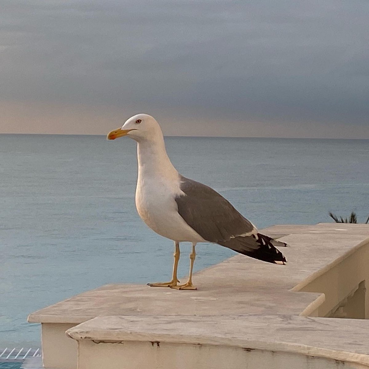 Made a new friend whilst staying at the @NegrescoHotel in #Nice 🇫🇷 

#LeNegresco #Negresco #NegrescoNice #NegrescoStyle #LaRotondeneg #Nice #ILoveNice #CoteDazur #FrenchRiviera #Hotel #InstaHotel #InstaPic #InstaNice #InstaNegresco #InstaFrance #Seagull #Bird